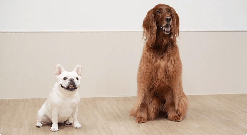 2匹の犬