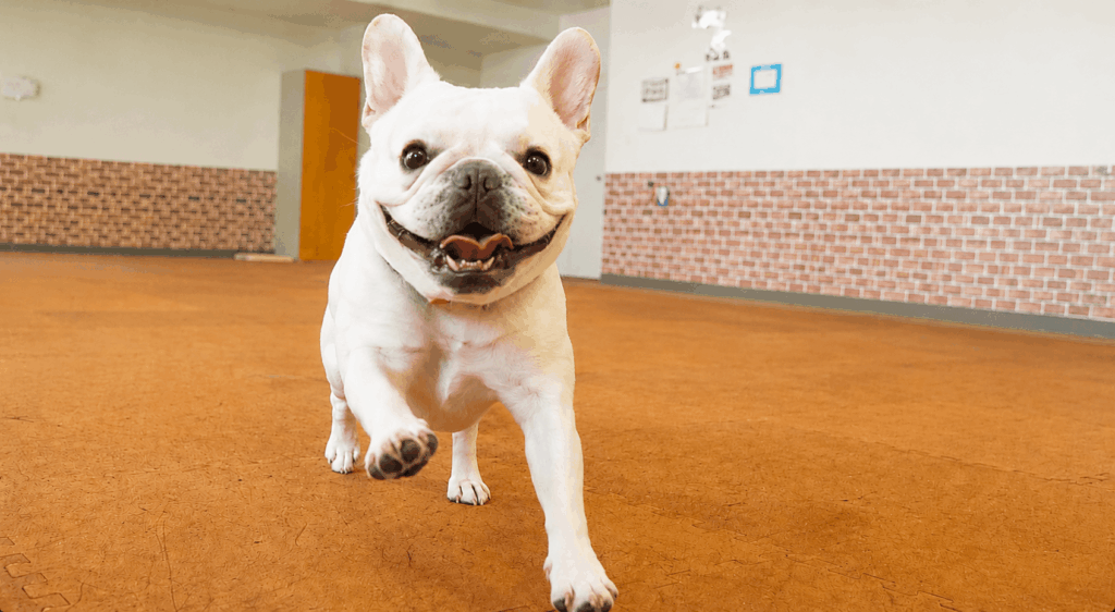 施設内で走る犬の写真
