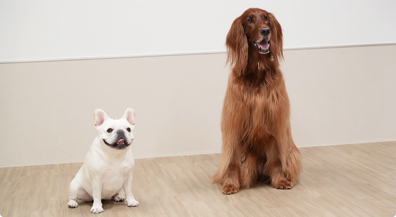 犬2匹の写真