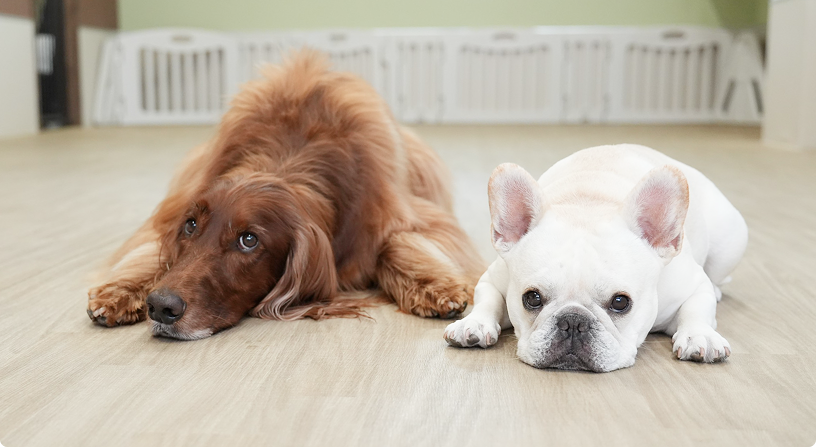 犬が2匹くつろいでいる