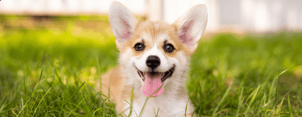 犬の顔の写真