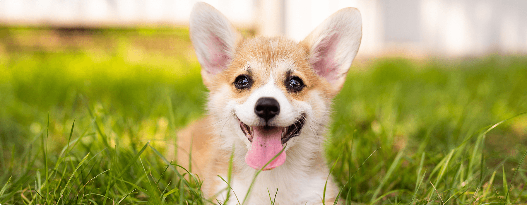犬の顔の写真