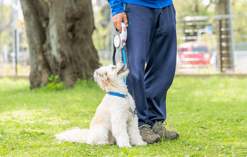 しつけ中の犬とトレーナー