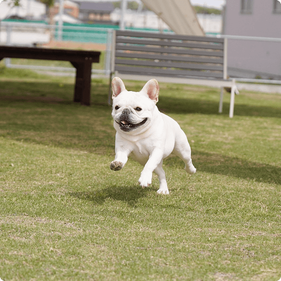 犬が走る