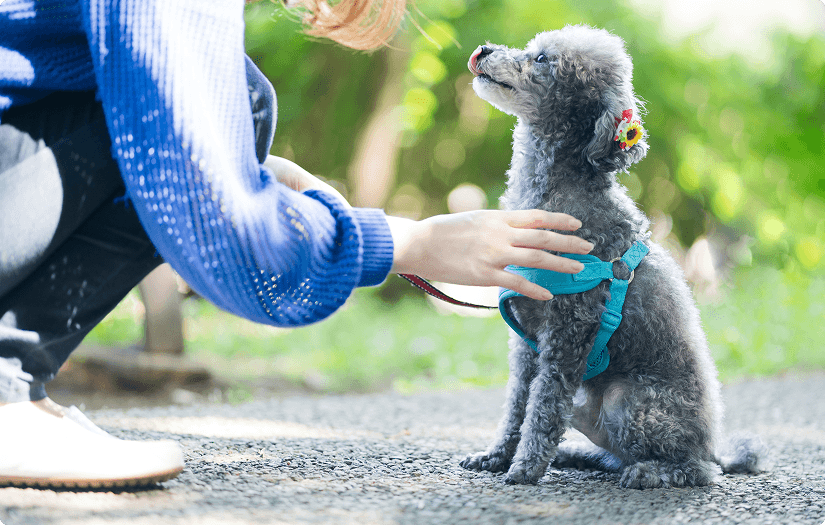 トレーナーと犬